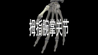 拇指腕掌关节 carpometacarpal joint of the thumb [upl. by Idorb]