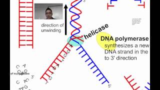 DNA Replication SL IB Biology [upl. by Rese]