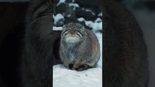 Манул греет лапки на хвосте │Pallas cat warms paws on his tail pallascat манул shorts [upl. by Aprile]