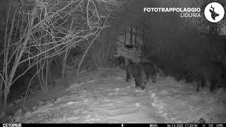 Cinghiali nel bosco innevato 🐗 [upl. by Laira353]