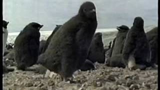 Adelie Penguin Chick [upl. by Elna]