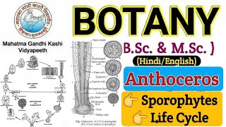 Sporophyte of AnthocerosAnthoceros SporophyteLife Cycle of AnthocerosBSc 1 year Botany Bryophyta [upl. by Clymer]