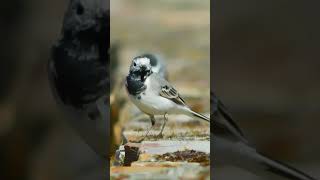 Motacilla alba lavandera blanca [upl. by Hcardahs]