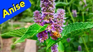 Anise Hyssop Herb Garden Care Trim [upl. by Yhpos223]