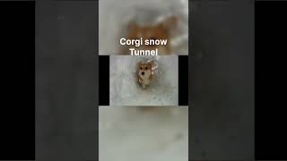 He built a snow tunnel for his corgi [upl. by Veejar]