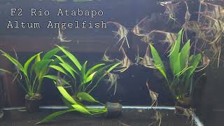 F2 Rio Atabapo Altum Angelfish born and raised in Las Vegas [upl. by Hafler355]