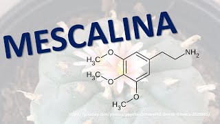 MESCALINA la molecola sacra dei Catus Peyote e San Pedro dal Messico e dalle Ande fino ad oggi [upl. by Nairde]