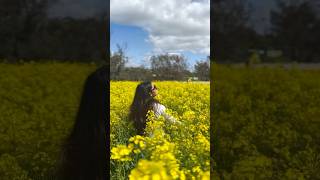 📍York canola fields Western Australia traveltravelvlogaustraliaperthyorkhappytravelling [upl. by Panthea800]