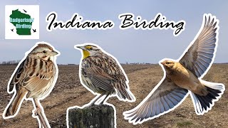 Birding in Indiana Smiths Longspur Extravaganza [upl. by Poulter]