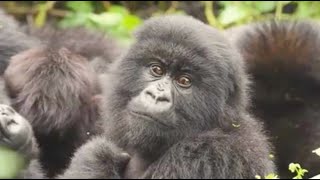 Learn About Who We Are  Dian Fossey Gorilla Fund Overview [upl. by Lyontine]