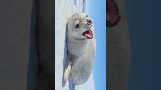 Weddell seal pup 🦭 😊 [upl. by Binnie]