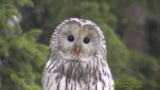 SLAGUGGLA Ural Owl Strix uralensis Klipp  1735 [upl. by Omari]