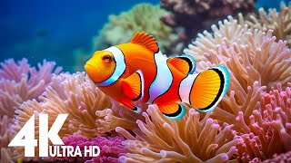 Aquarium 4k VIDEO ULTRA HD  Captivating Moments with Beautiful Coral Reef Fish  Relaxing music [upl. by Lainad]