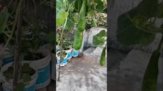 Bottle gourd harvesting nature terracegarden bottlegourd [upl. by Nairdad]