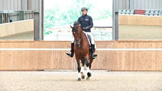 Legyield made easy with dressage rider and trainer Matt Hicks [upl. by Nnire]