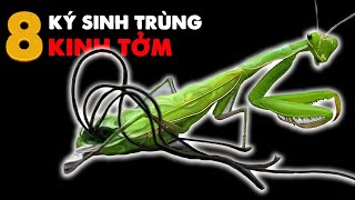 8 Con Ký Sinh Trùng Dùng Cách Kinh Tởm Để Tồn Tại  Không Xem Khi Đang Ăn [upl. by Asilram862]