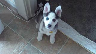 Husky Puppy Talking saying quotI love youquot [upl. by Wordoow897]