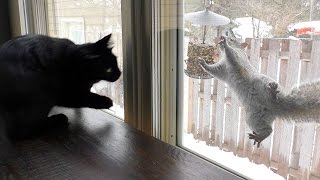 Cats VS Squirrels Kitty TV [upl. by Alston]