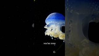 The Irukandji jellyfish exists in the northern waters of Australia irukandjijellyfish jellyfish [upl. by Audi]