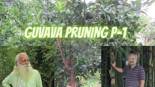 Guava Amrud Pruning Part 1 By Deepak Suchde [upl. by Haleemak]