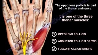 Anatomy Of The Opponens Pollicis  Everything You Need To Know  Dr Nabil Ebraheim [upl. by Llenrac]