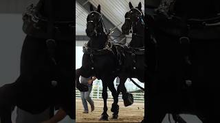 Most Powerful Percheron Horses In The World [upl. by King914]