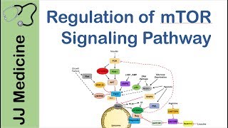 mTOR Signaling Pathway  Nutrient and Cell Stress Regulation [upl. by Ambrosine]