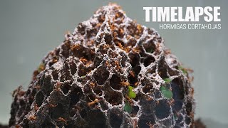 Hormigas Cortahojas Timelapse  Leafcutter ants Timelapse  Acromyrmex octospinosus [upl. by Aerbma727]