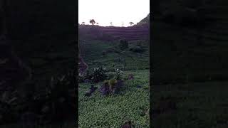 Ladang jagung fypシ [upl. by Ladnek]