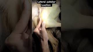 Lateral patellar luxation in caninepatellarluxationtwrsvetjunction dogsurgerydoggo [upl. by Nylrebmik193]