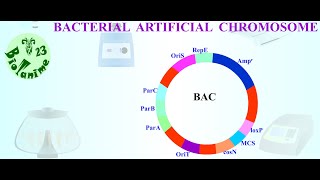 BACTERIAL ARTIFICIAL CHROMOSOME [upl. by Eliam441]