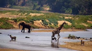 Olifants River  Wildlife Live Stream – Greater Kruger National Park [upl. by Dias]