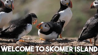 Our Visit To Skomer Island  Puffin Paradise [upl. by Ramo777]