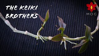 Saving Dendrobium Orchid Keikis from drying cane  The Keiki Brothers 😆 [upl. by Naujed]