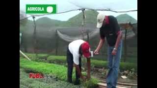 PUBLIAGRO PLANTINERAS DE TOMATE EN LOS NEGROS VALLES CRUCEÑOS [upl. by Holden]