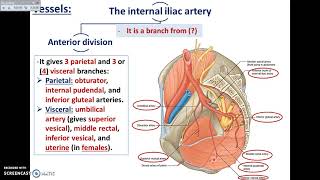 Overview of Pelvis 3  Vessels of Pelvis  DrAhmed Farid [upl. by Reba267]