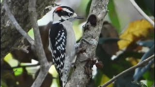 Male Downy Woodpecker The Smallest North American Woodpecker Pecking Away in South Florida [upl. by Acsisnarf]