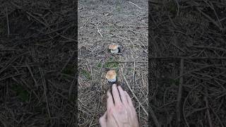 PorcinoCepBoletSteinpilzeVrganj shorts new trending nature foryou forest pilze mushroom [upl. by Htebharas]