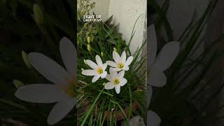 Light up light up sketchers song whatsApp status  trending song [upl. by Marlena509]