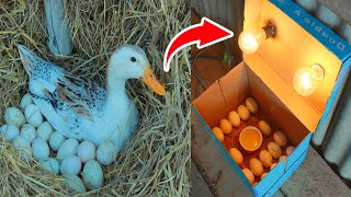 Remove Duck Eggs From Duck Nest To Hatching With Paper Box incubator  Duck Hatching Electric [upl. by Eileme]