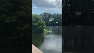 Green Heron Stalking Prey Interrupted by Alligator Splashing [upl. by Belding968]