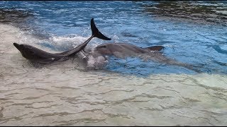 IndoPacific Bottlenose Dolphins Playing on the Slideout at Chimelong Ocean Kingdom 82217 [upl. by Aztilem]