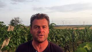 Austrias Carnuntum wine region with Gerhard Markowitsch [upl. by Zollie]