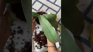 Repotting an orchid after it has finished flowering is the best time to repot [upl. by Ayikan659]