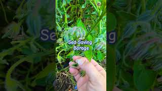 Seed Saving Series Borage seedsaving Borage [upl. by Yelnik]