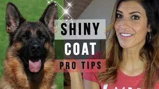 GERMAN SHEPHERD GROOMING 6 TIPS FOR A SUPER SHINY DOG COAT [upl. by Halilad984]