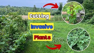 How Cutting Invasive Plants Helps Even if They Don’t Die [upl. by Guimond]