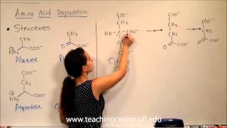 Amino Acid DegradationIntro amp Structures [upl. by Galen]