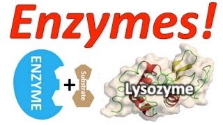 Enzymes Mr Ws Enzyme Song [upl. by Jinny]