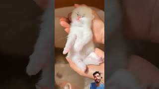 catopiacorner catcute59Knewly born catcute baby baby ghost new born cat [upl. by Namas]